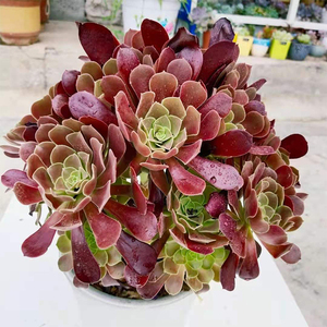 法师欧紫紫羊绒手捧庭院楼顶净化空气多肉老桩