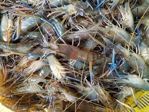 新虾 罗氏大头虾罗氏沼虾淡水虾非海虾鲜活速冻1斤11/16只4斤包邮