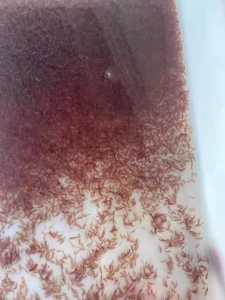 精品冷冻丰年虾成虫红虾观赏鱼鱼食七彩神仙鱼燕鱼金鱼兰寿泰狮