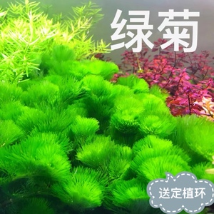 绿菊花活体真水草鱼缸水族箱松尾红菊造景淡水增氧植物阴性后景草