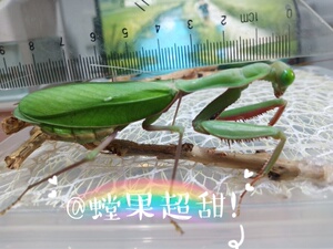 澳洲宽腹螳螂活体澳洲斧螳凶猛大型血刃奥宽圆盾5678现货昆虫宠物