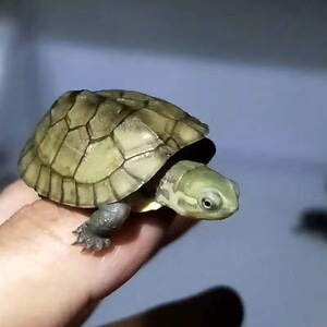 黄喉拟水龟苗正宗三黄皖南纯种小青龟招财龟观赏龟国龟宠物小乌龟
