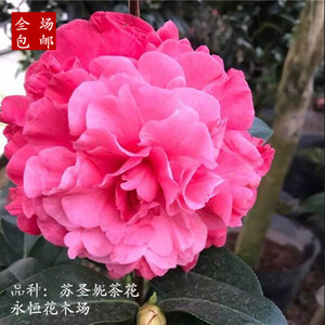 盆栽四季长青花卉大花型 苏圣妮茶花 云茶云杂系列庭院阳台绿植