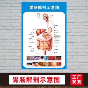 胃肠解剖示意图人体解剖医学挂图人体器官心脏结构图医院宣传海报
