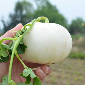 【东北白瓜】东北白瓜品牌,价格 - 阿里巴巴