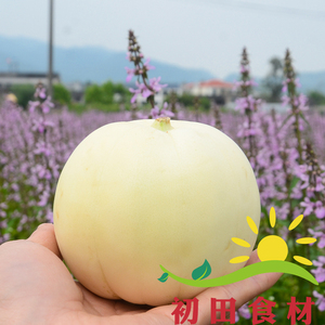 甜瓜 温州本地2500克5斤白洋瓜 白瓜 清香甜蜜爽口好吃