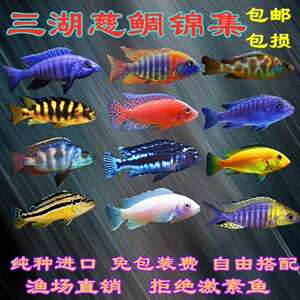 三湖慈鲷维纳斯大尺寸卢旺达包邮蓝阿里中型淡水鱼观赏鱼新手易养