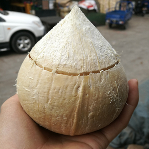 预开口泰国椰皇 甜品店容器材料 椰子炖蛋椰子冻椰子甜品容器等