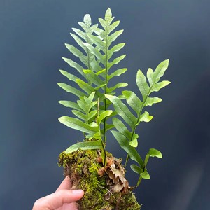 碎骨补槲蕨附生蕨类雨林缸造景室内阳台植物墙四季盆栽办公桌好养