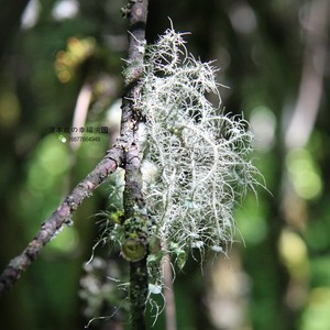 原生种松萝热带雨林水陆生态缸造景新奇植物寄生好养室内背景墙