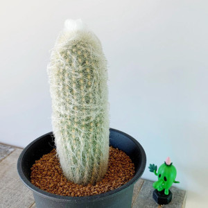 老乐柱仙人球 实生大颗开花多肉植物室内防辐射仙人柱盆栽