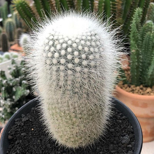 64aba131452011淘宝缀化大全精美白小町缀化松露玉仙人球多肉植物