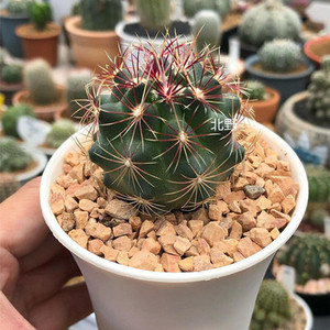 大统领实生仙人球稀有强刺开花瘤玉属仙人掌多肉植物办公室小盆栽