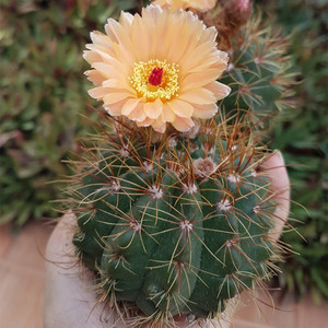 粉花青王丸仙人球 稀有趣味实生勤花粉色花仙人掌多肉植物小盆栽