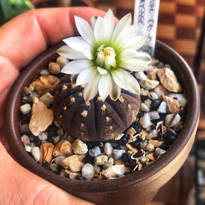 拉根仙人球裸萼属大花白粉花实生稀有品种多肉植物绿植室内小盆栽