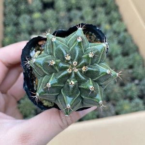 瓦格牡丹仙人球 多肉植物小盆栽 创意桌面开花净化肉肉防辐射绿植