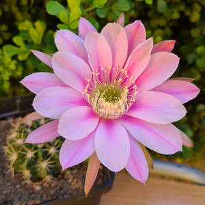 剑芒丸仙人球实生大花 多肉植物草球类室内桌面盆栽肉肉开花