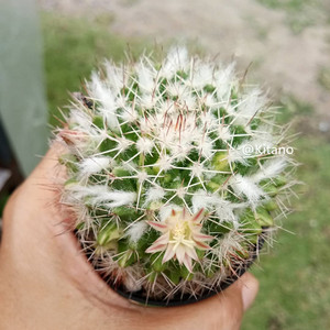 白蛇丸仙人球乳突属复色易开花雪顶白毛多肉绿植植物室内花卉盆栽