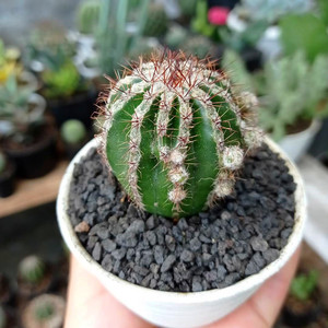 白条丸 白城西瓜球尤博球属仙人球冷门稀缺奇特仙人掌桌面小盆栽