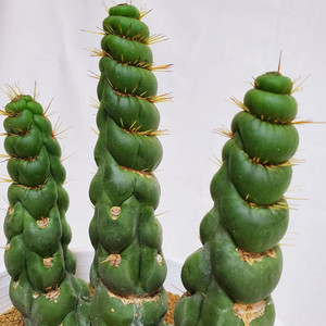 北野植物馆 绿竹 竹节型仙人球仙人柱 多肉植物组合室内盆栽