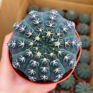 仙人球白刺瑞昌玉