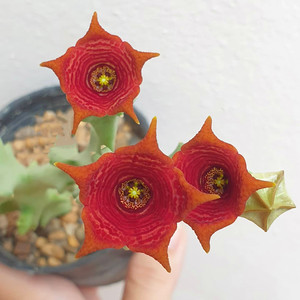 北野植物馆 白珊瑚caralluma socotrana 萝藦科多肉植物组合盆栽