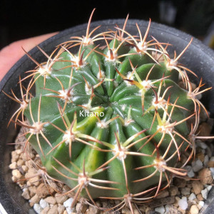 剑芒丸实生仙人球稀有开花粉花仙人掌多肉植物好养活易度夏小盆栽