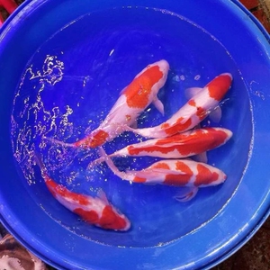 锦鲤鱼观赏鱼水冷三色大红鱼苗冷水活体黄金淡水纯种小鱼家用招财