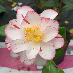 万园盆栽 日本进口山茶花 茶梅盆栽 雅子重瓣复色茶花 小品花盆景