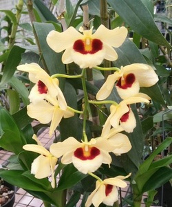 遇涧兰园 猫眼石斛花卉浓香无土栽培寄生种植系列花卉绿植盆栽