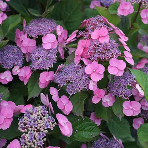 淘花坊  棉花糖大花平瓣绣球耐寒 阳台庭院盆栽花卉