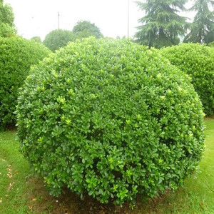 海桐球四季常青树苗庭院盆栽植物围墙绿篱笆耐寒工程园林绿化小苗