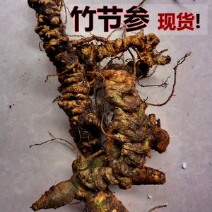 四川新鲜竹节参 野生三七 竹根七 萝卜七 竹节七 竹节三七