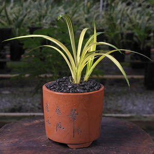 植物盆栽松四季