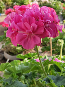 兽系天竺葵 贝蒂尔unicorn zonartic bertil 一年苗