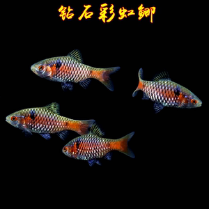 【小型观赏鱼免加温】小型观赏鱼免加温品牌,价格 - 阿里巴巴