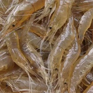 野生小白虾 宁波象山石浦东海新鲜小白虾  小海虾 小明虾 白对虾