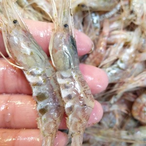 野生红莽子虾 宁波象山石浦野生虾 红芒子虾 红忙子虾 醉虾 呛虾