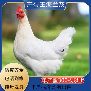 产蛋王海兰褐海兰灰蛋鸡活体蛋鸡苗产蛋母鸡鸡苗田园鸡苗包活到家