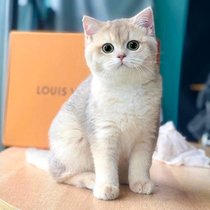 英短蓝金渐层猫幼猫纯种活物猫咪宠物猫长毛渐层幼崽活体ay12ny12