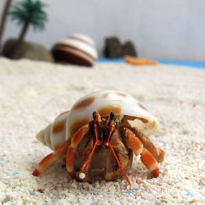 800人付款淘宝【淡紫寄居蟹】紫蓝色陆寄居蟹 lila稀有活泼宠物蟹观赏