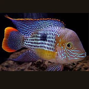红尾皇冠玉面皇冠老寿星鱼蓝面财神金龙银龙配鱼热带鱼观赏鱼活体
