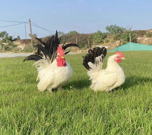 泰国矮脚鸡受精种蛋可孵化矮脚白桂观赏鸡活苗迷你小宠物宠物小鸡