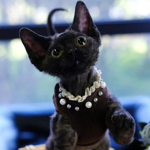 纯种德文卷毛猫纯黑短毛不掉毛猫猫活物幼猫家养健康视频选猫