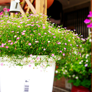 8042人付款淘宝满天星盆栽室内阳台植物花卉吉普赛满天星四季好养易