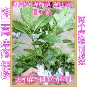 白子菜明月草降糖草降压草盆栽 特大苗30-40厘米高 红茎带根土
