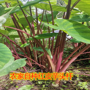 新鲜芋荷杆芋蒙芋头杆农家芋杆自种紫红芋梗制作腌酸泡菜3斤包邮