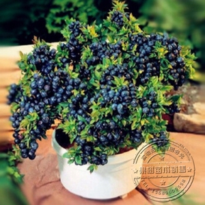 黑珍珠蓝莓苗