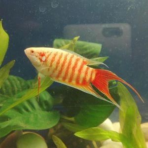 中国斗鱼白兔红眼