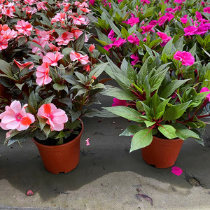 凤仙花盆栽庭院阳台草本花卉植物透骨草指甲花小桃红带花栽好发货